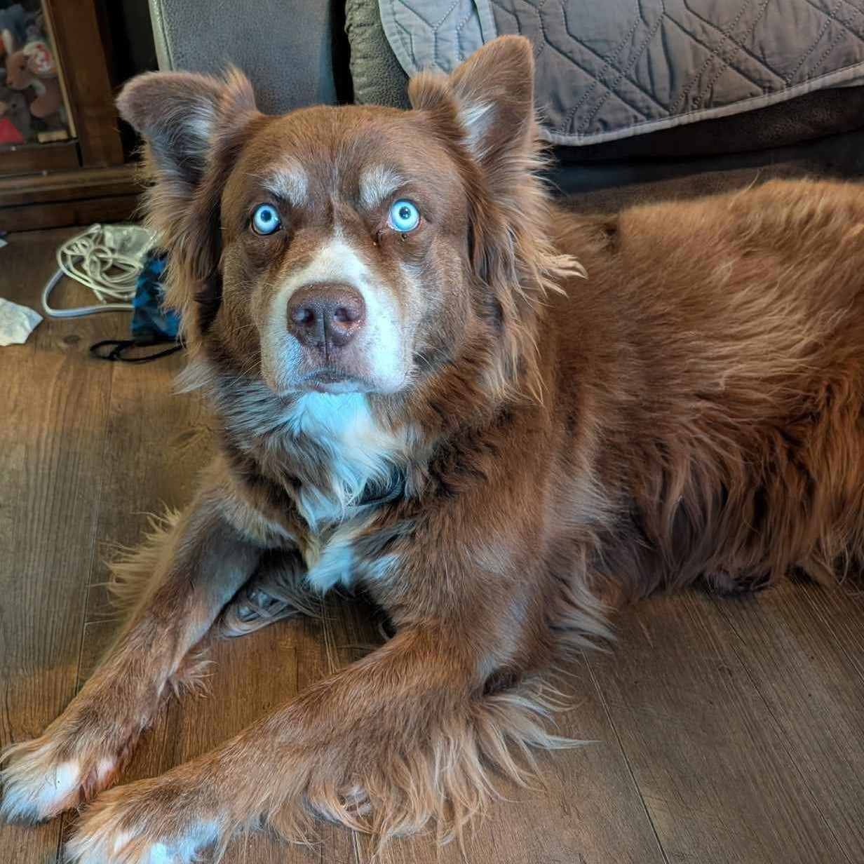 Fritters for Critters and Brew and Chew bulk treats