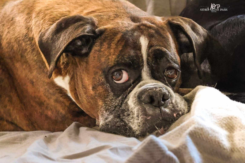 Fritters for Critters Dog Treats