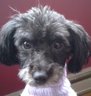 Paws for Happy Hour CBD Dog Treats