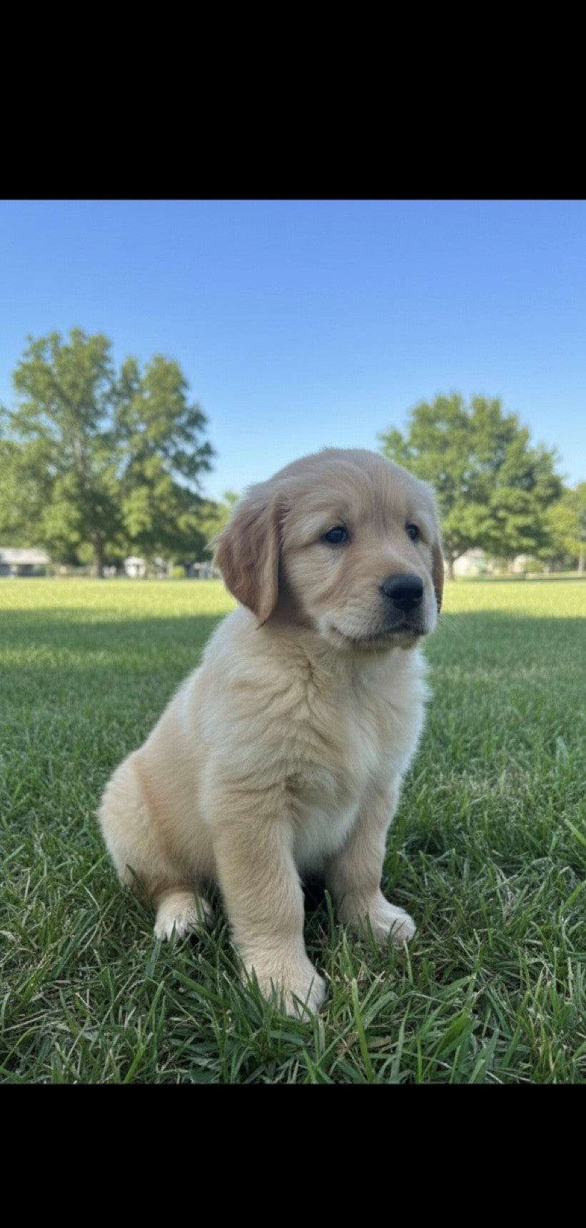 Fritters for Critters Dog Treats