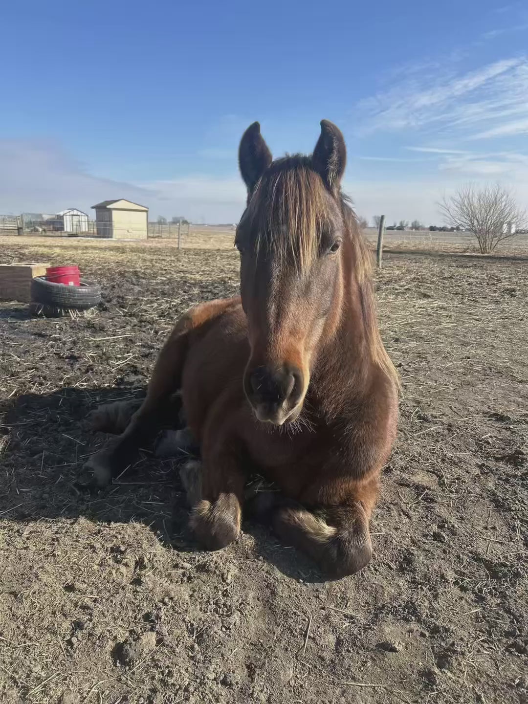 Photos from Fans of Fritters for Critters and Trinity Barkery! 